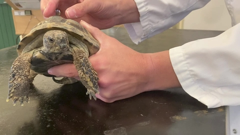 Thumbnail for Tortoise handling and restraint