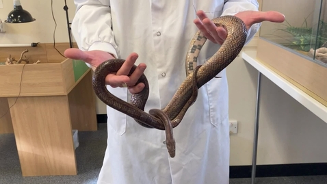 Thumbnail for Snake handling and restraint