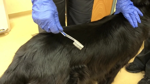Thumbnail for McKenzie coat brushing technique