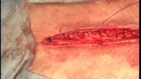 Thumbnail for Linea alba closure in the dog