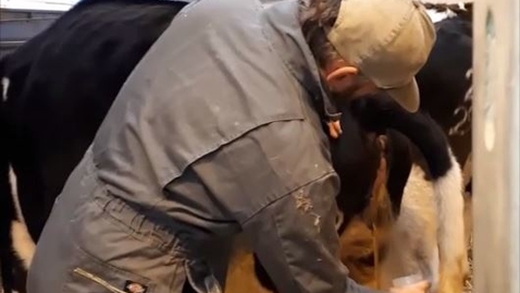 Thumbnail for Urine collection in the cow