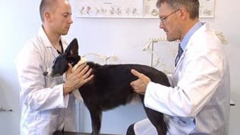 Thumbnail for entry Clinical examination in the dog