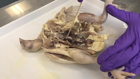 Thumbnail for Anatomy of the lungs in the bird: Clip 1