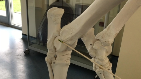 Thumbnail for Hindlimb of the horse: Tarsus