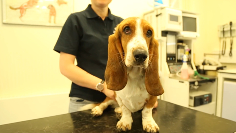 Thumbnail for Open days: vets - ultrasound, lambing, calving, stitching and CPR