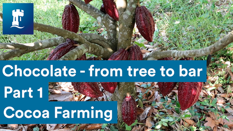 Thumbnail for Chocolate from tree to bar - Cocoa Farming