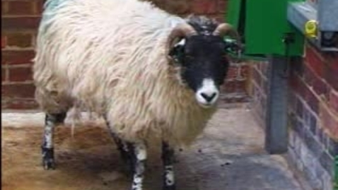 Thumbnail for The Itchy Sheep: Clip 5