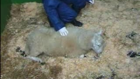 Thumbnail for The Itchy Sheep: Clip 2
