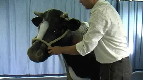 Thumbnail for Applying a halter