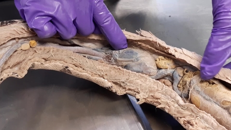 Thumbnail for Anatomical overview of the snake