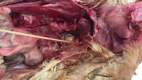 Thumbnail for Anatomy of the lungs in the bird: Clip 3