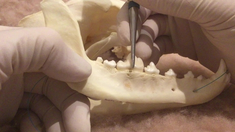 Thumbnail for entry Sectioning multi rooted teeth for extraction