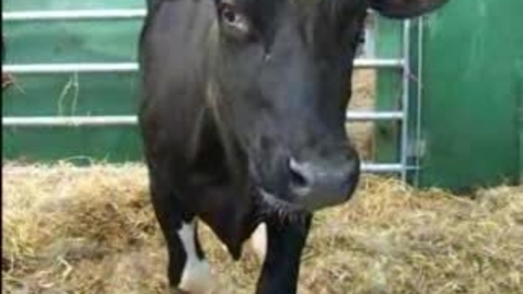 Thumbnail for The Mad Cow: BSE Clip 13