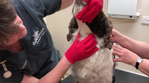 Thumbnail for Dermatological examination in the dog