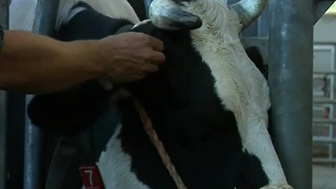 Thumbnail for Anaesthetising the cow for dehorning