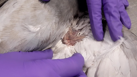 Thumbnail for Blood sampling in the bird: Ulnar vein