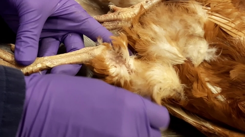 Thumbnail for Blood sampling in the bird: Medial metatarsal vein