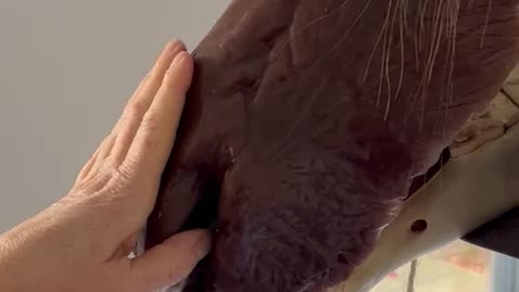 Thumbnail for Nasogastric intubation in the horse