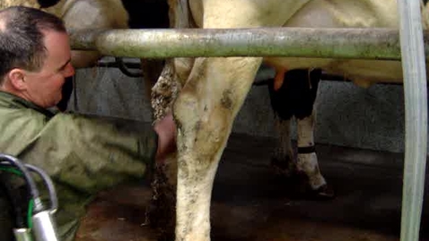 Thumbnail for entry Standard milking procedures: Dry wiping