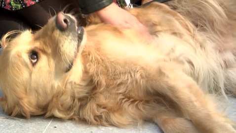 Thumbnail for Law Society and Guide Dogs Puppy Room