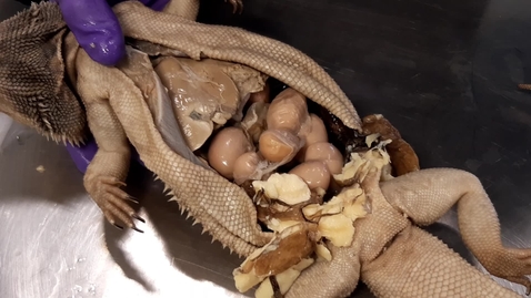 Thumbnail for Follicular stasis in the bearded dragon