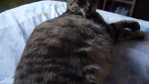 Thumbnail for Pre-parturition in the cat: Clip 1