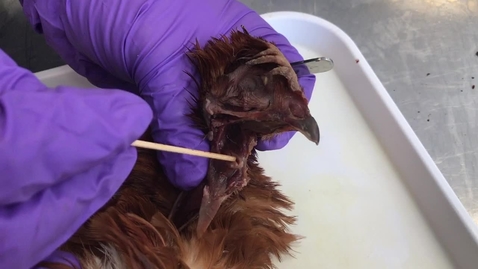 Thumbnail for Anatomy of the larynx in the bird