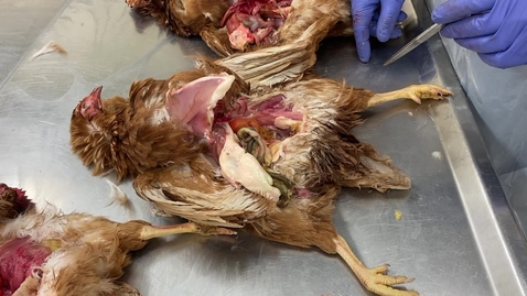 Thumbnail for Avian reproductive tract