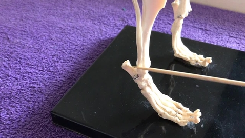 Thumbnail for Hindlimb of the dog: Tarsus