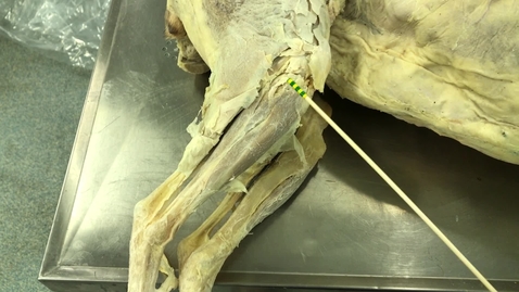 Thumbnail for Hindlimb muscles of the dog: Tibial region - Clip 1