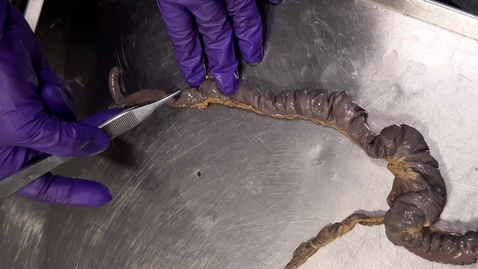 Thumbnail for Anatomy of the gastrointestinal tract in the rabbit: Caecum ex-situ