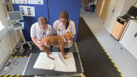 Thumbnail for Two person dog lift