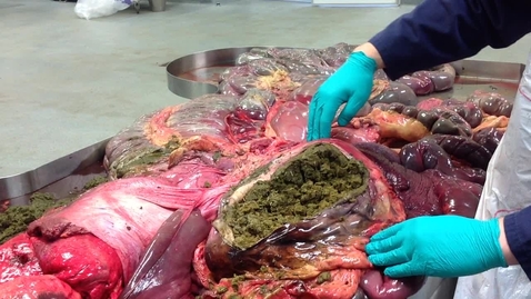 Thumbnail for Anatomy of the gastrointestinal tract in the horse: Stomach