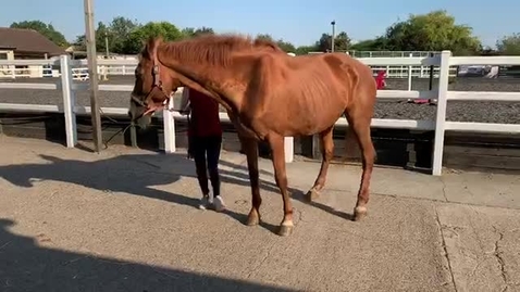 Thumbnail for Gait analysis of the horse: Clip 2