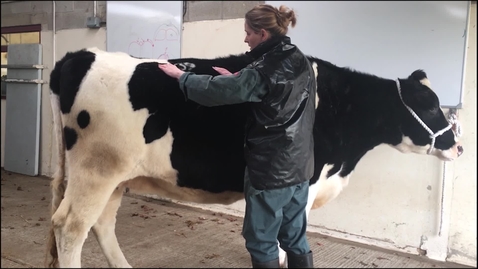 Thumbnail for Bovine Musculoskeletal Examination