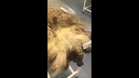 Thumbnail for Sheep and goat epidural anasethesia for a RIGHT HANDED person