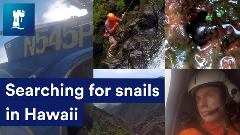 Thumbnail for entry Searching for snails in Hawaii