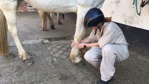 Thumbnail for Clinical examination in the horse: Distal limb exam