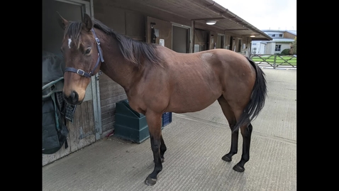 Thumbnail for entry Colic assessment of the horse