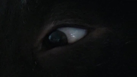 Thumbnail for Neurological examination in the dog: Direct pupillary light response