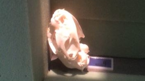 Thumbnail for Radiograph of the tympanic bullae: Alternative view