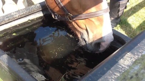 Thumbnail for Eating and swallowing in the horse: Clip 3