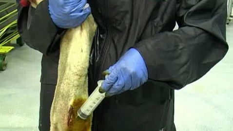 Thumbnail for Administering an intraperitoneal injection of glucose