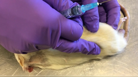 Thumbnail for Administering an intramuscular injection