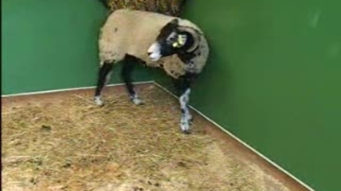 Thumbnail for The Itchy Sheep: Clip 7