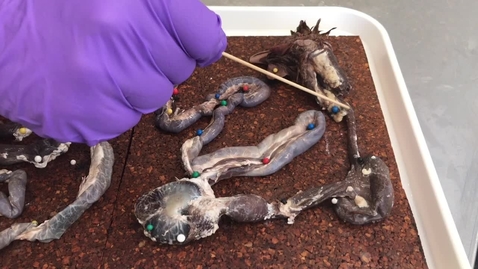 Thumbnail for Anatomy of the gastrointestinal tract in the bird: Oesophagus and crop