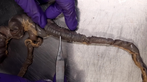 Thumbnail for Anatomy of the gastrointestinal tract in the rabbit: Proximal colon ex-situ