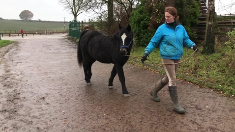 Thumbnail for Gait analysis of the horse: Clip 3