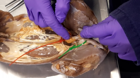 Thumbnail for Castration techniques in the rabbit