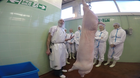 Thumbnail for entry Pig dressing: Removing the offal